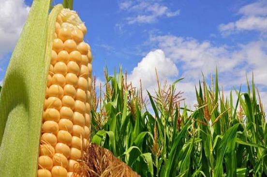 تطبيق الزراعة التعاقدية لمحصول الذرة مارس المقبل